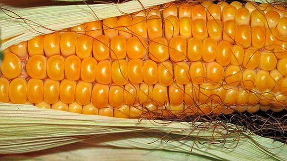 Ko nedrīkst ēst, ievērojot keto diētu